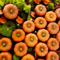 Spiced Little Pumpkin Wax Melts (Pack Of 8) - PRE ORDER