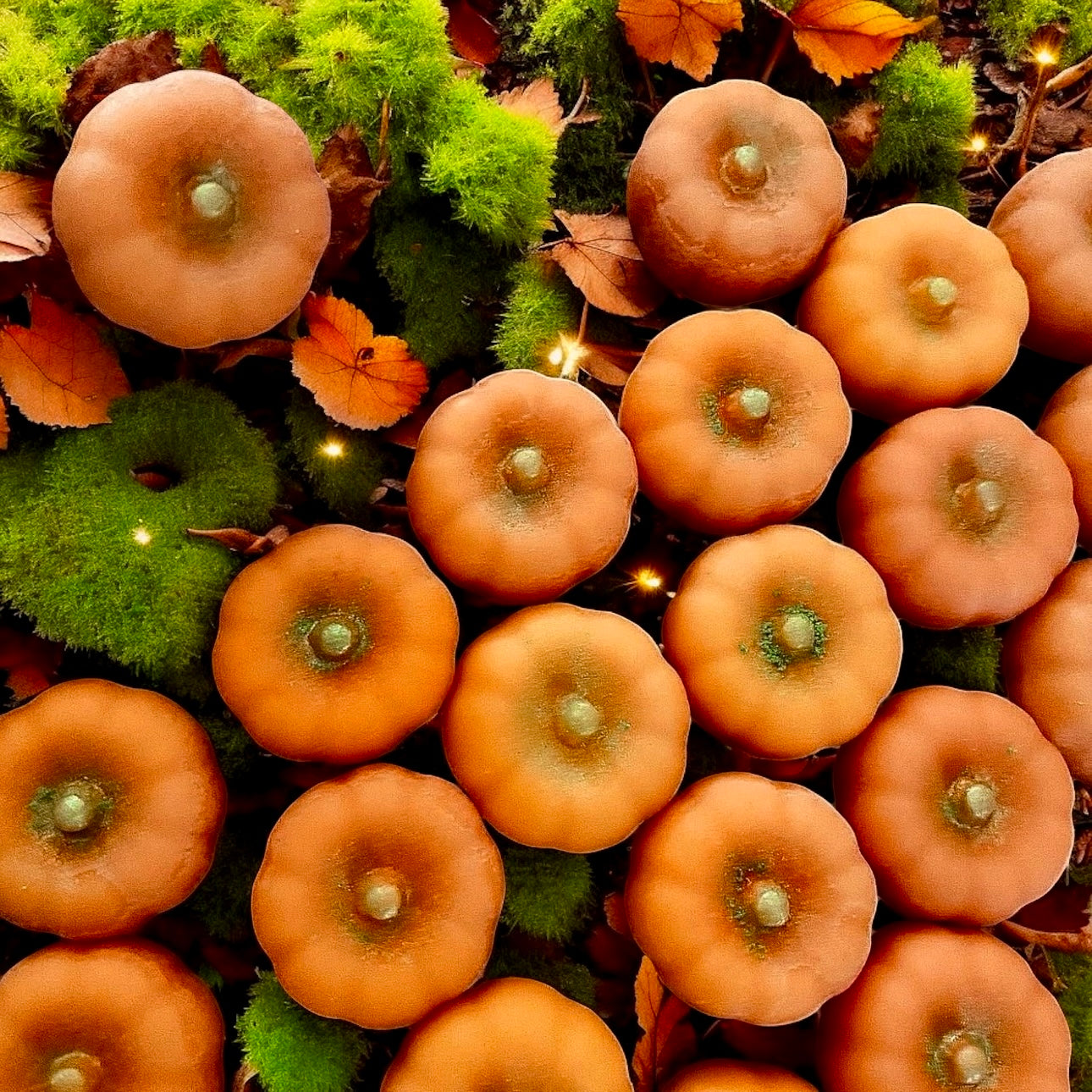 Spiced Little Pumpkin Wax Melts (8)-PRE ORDER