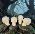 Rockpool Pirate Skull Wax Melts (Pack Of 4)-PRE ORDER
